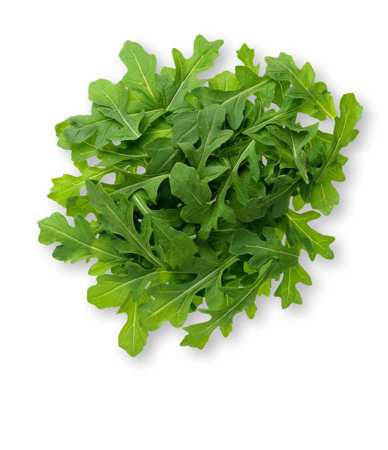 Arugula 9-Pack