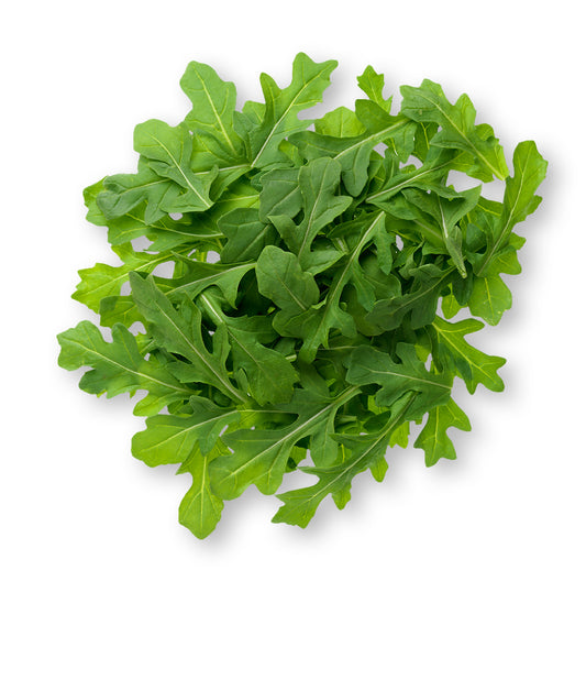 Arugula 9-Pack