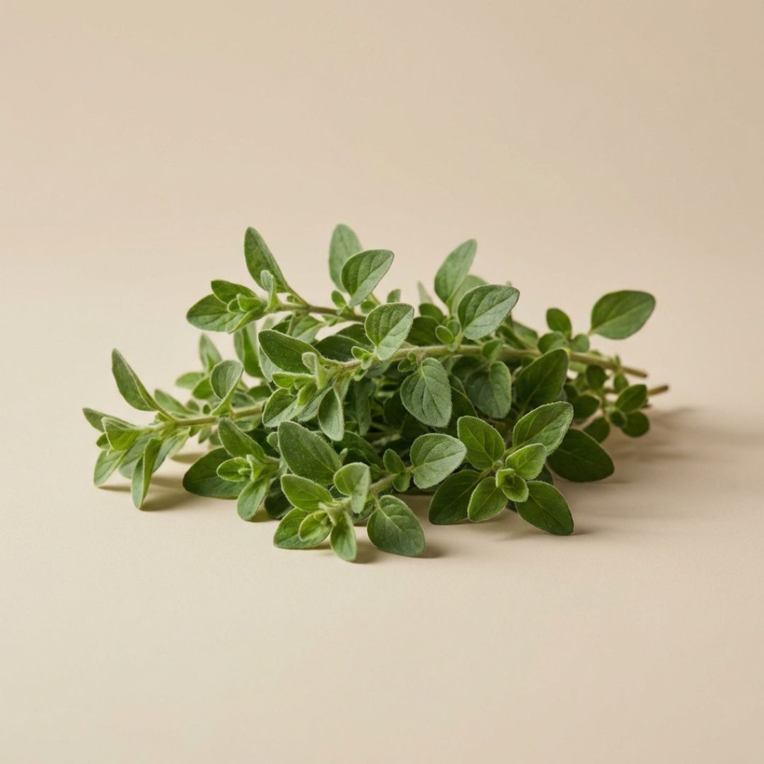 Marjoram