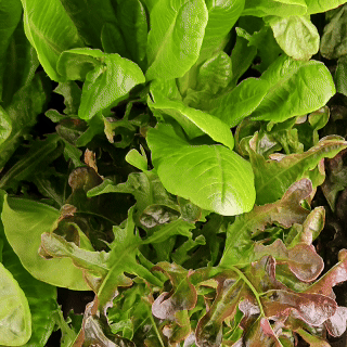 A Vext 2.0 full of greens