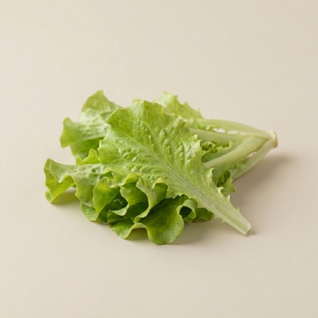 Simpson Leaf Lettuce