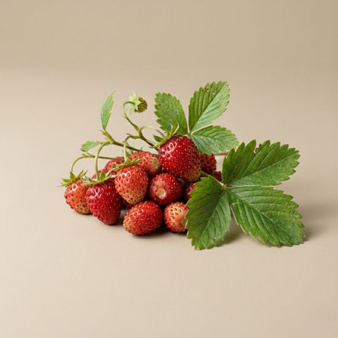 Wild Strawberry