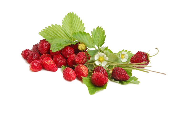 Fruit & Veggie Garden Mix 9-Pack
