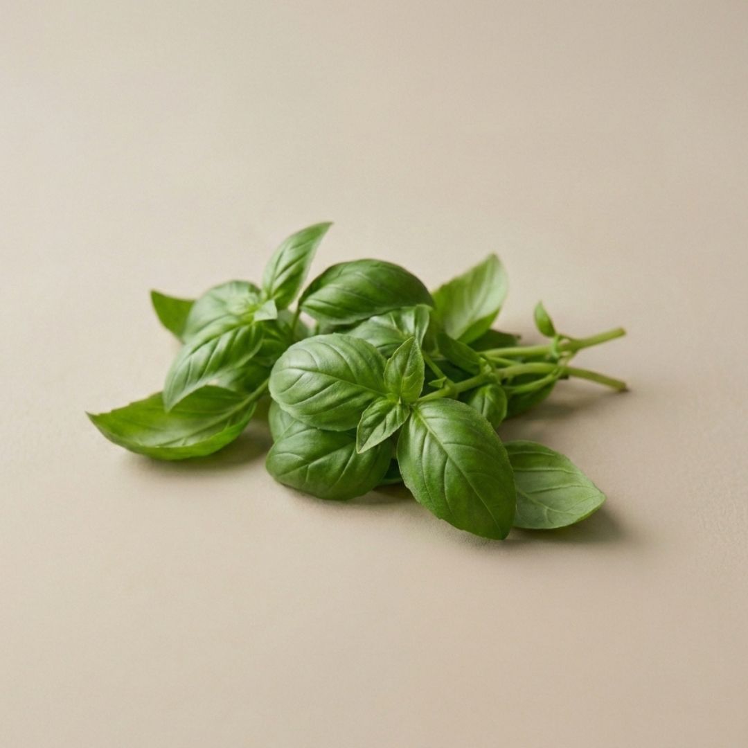 Genovese Basil