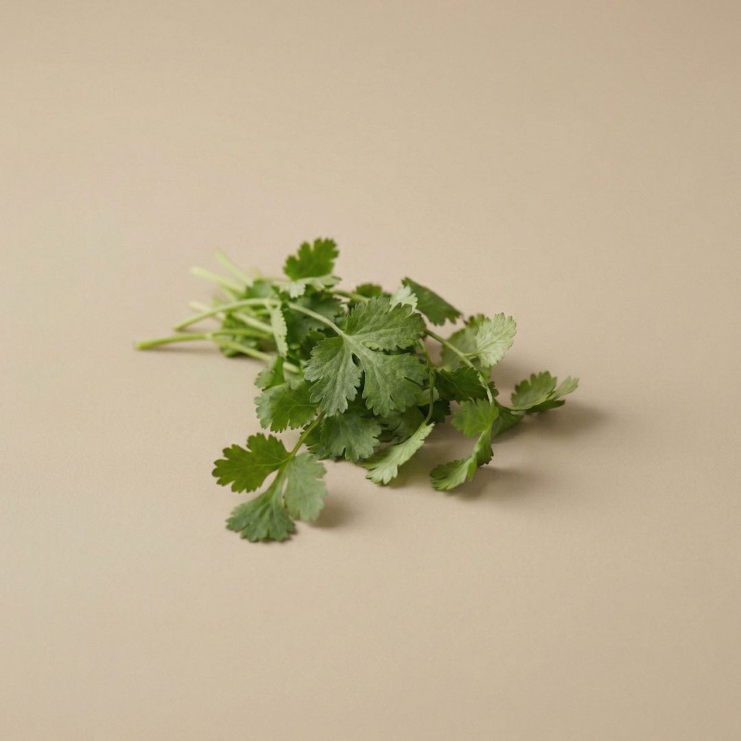 Coriander