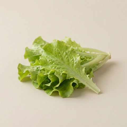 Simpson Leaf Lettuce