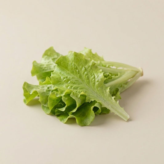 Simpson Leaf Lettuce