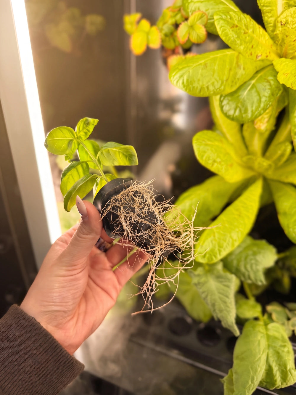 Lettuces growing in Vext 2.0