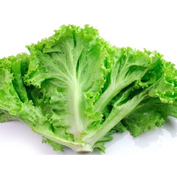 Iceberg Lettuce 9-pack - Vext