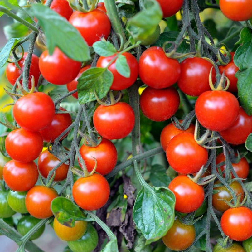 Red Cherry Tomato 9-pack