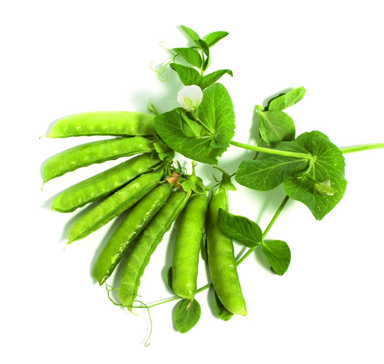 Snap pea 9-pack - Vext