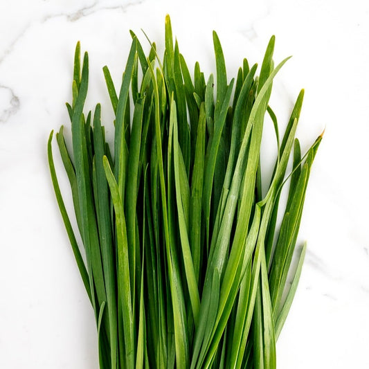 Chives 9-pack