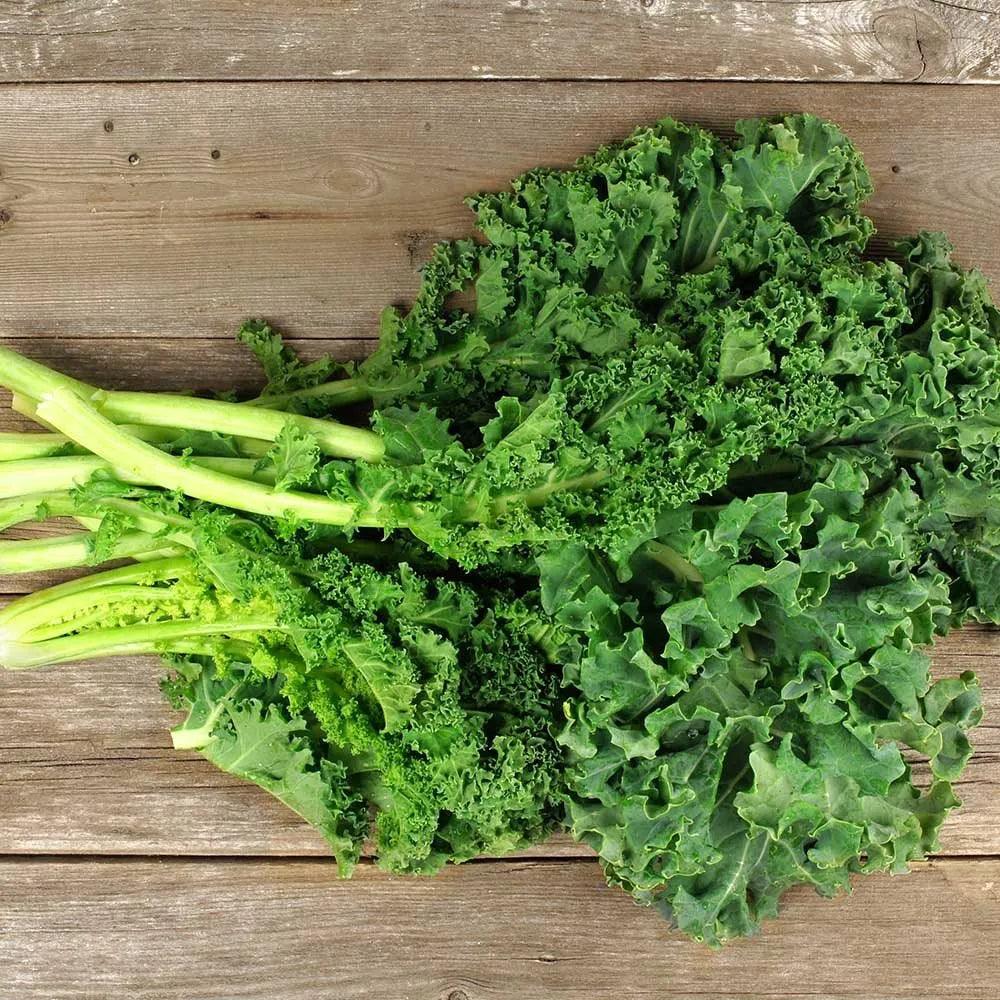 Dwarf Kale 9-pack - Vext